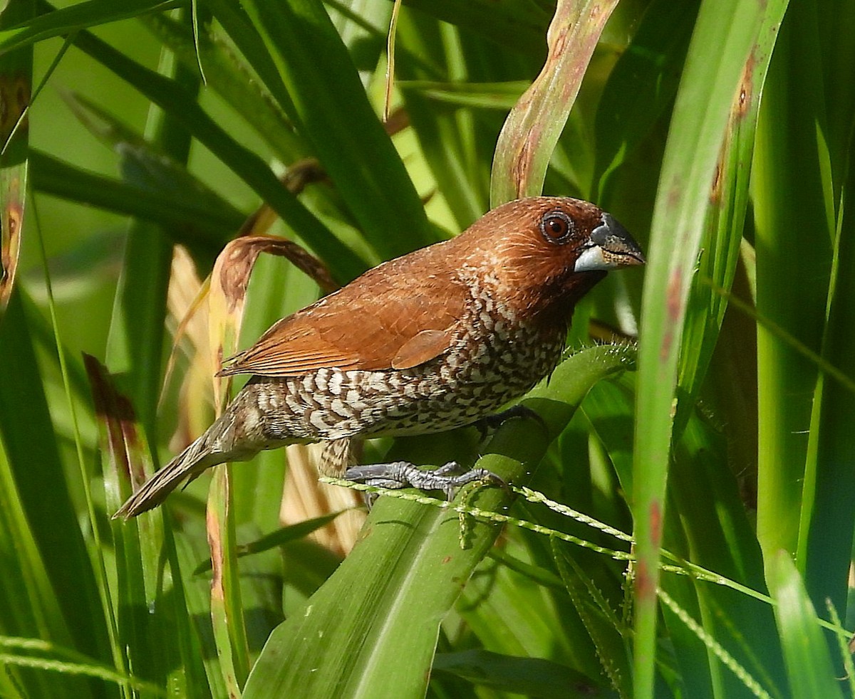 Scaly-breasted Munia - ML643175314
