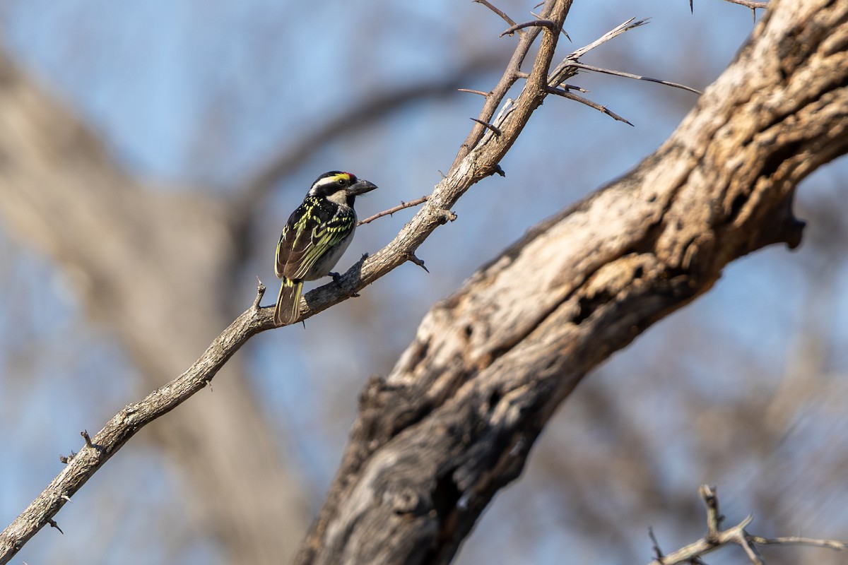 Rotstirn-Bartvogel - ML643175318