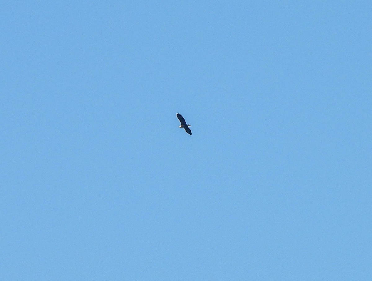 Weißkopf-Seeadler - ML643175319