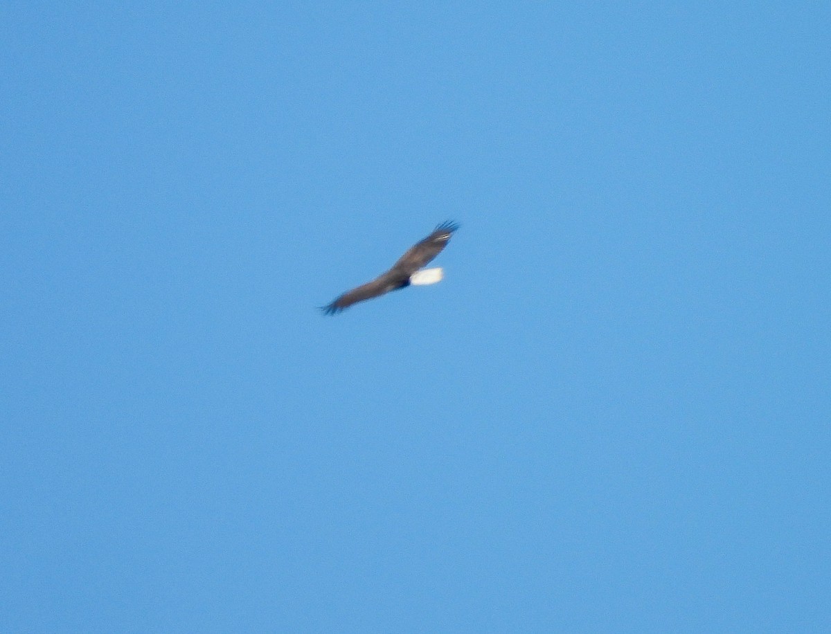 Weißkopf-Seeadler - ML643175324