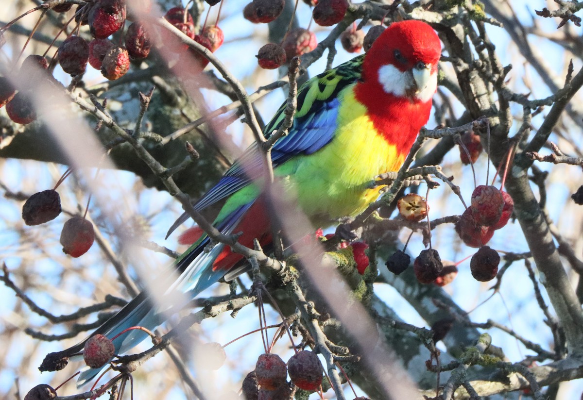 Eastern Rosella - ML643175330