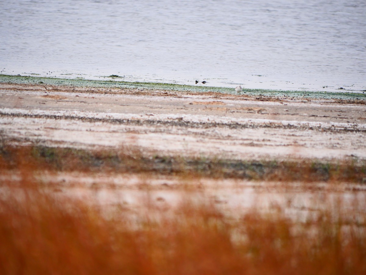 三趾濱鷸 - ML643175333