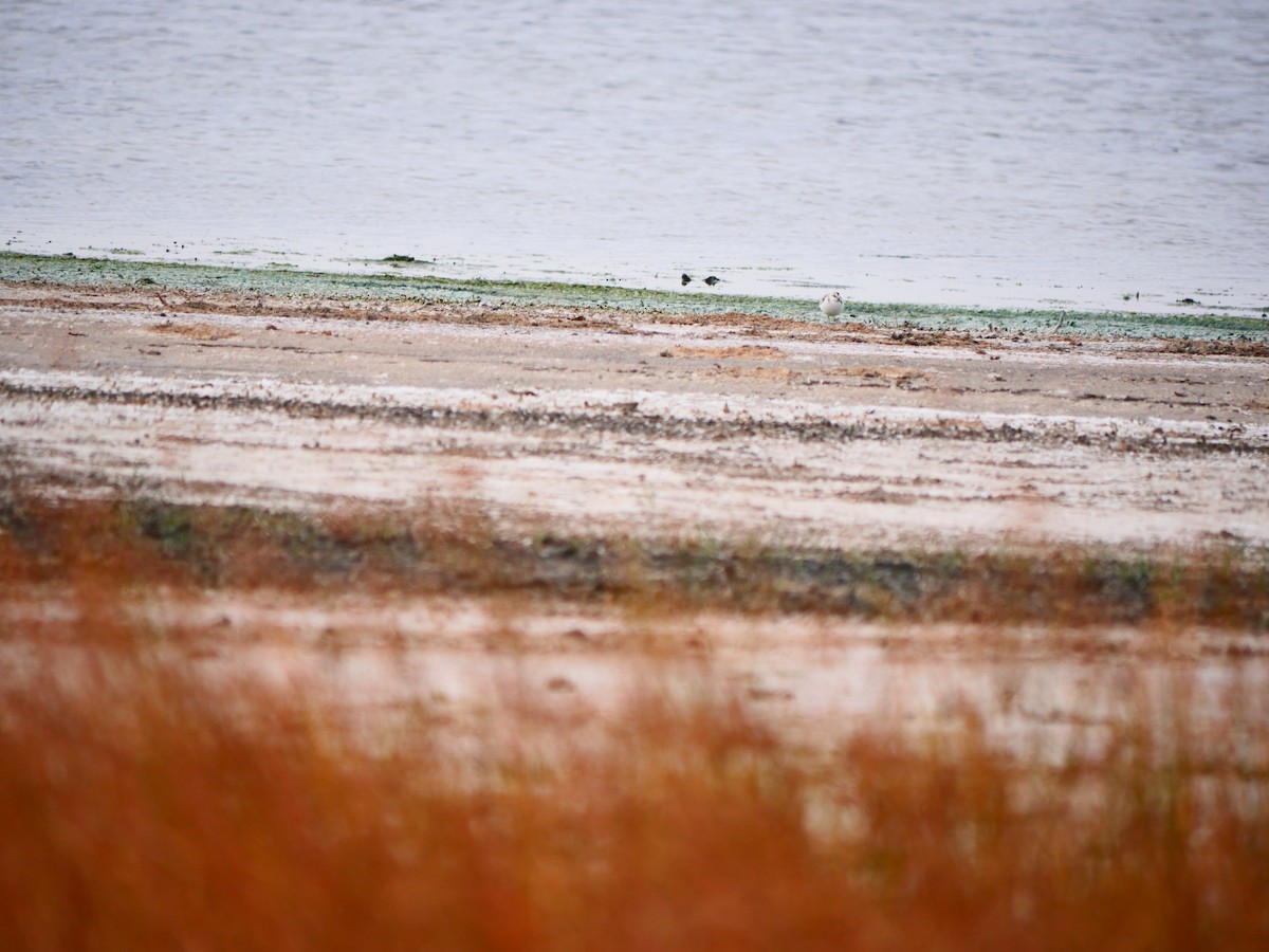 三趾濱鷸 - ML643175334