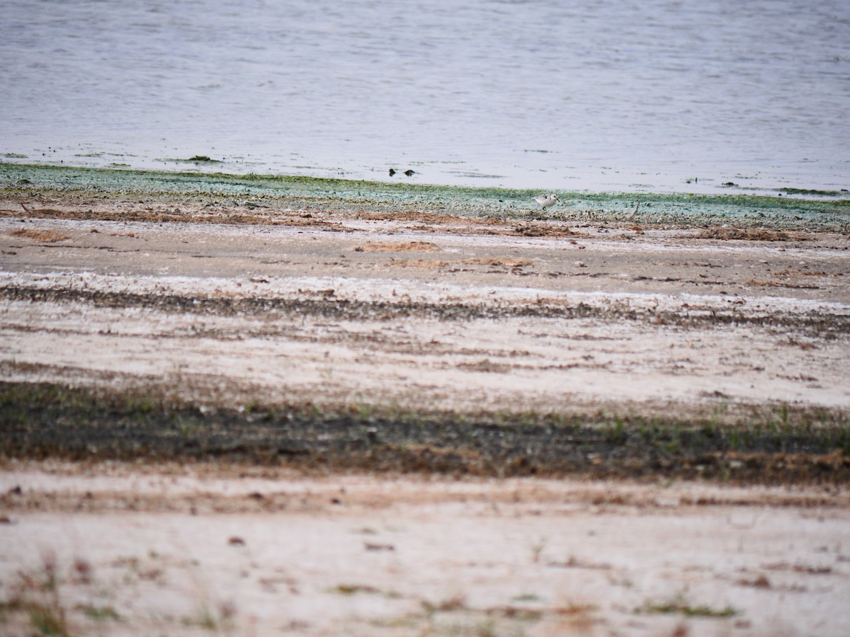 三趾濱鷸 - ML643175335