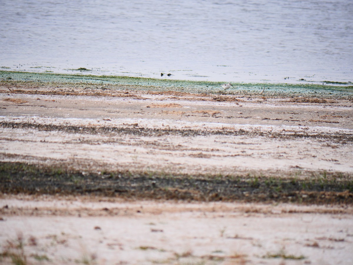 三趾濱鷸 - ML643175336