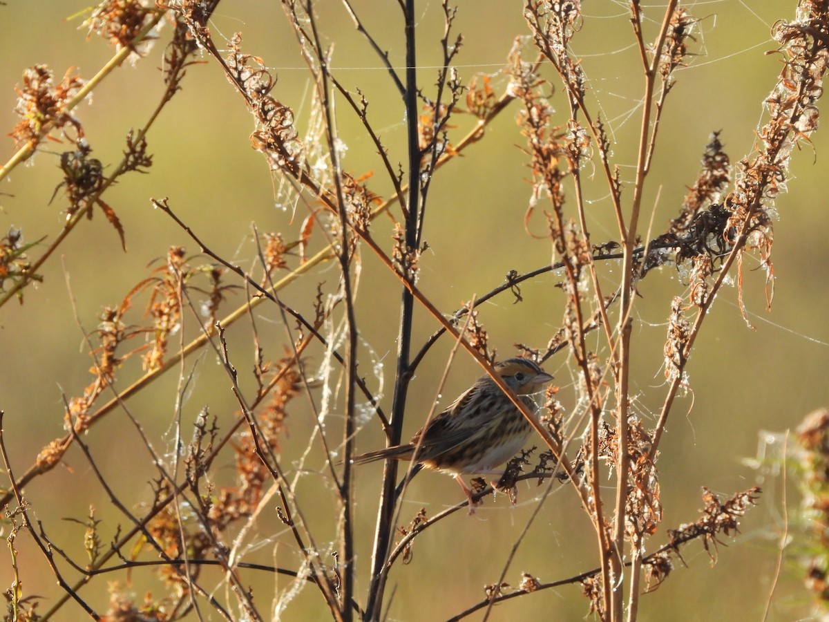 LeConte's Sparrow - ML643175337