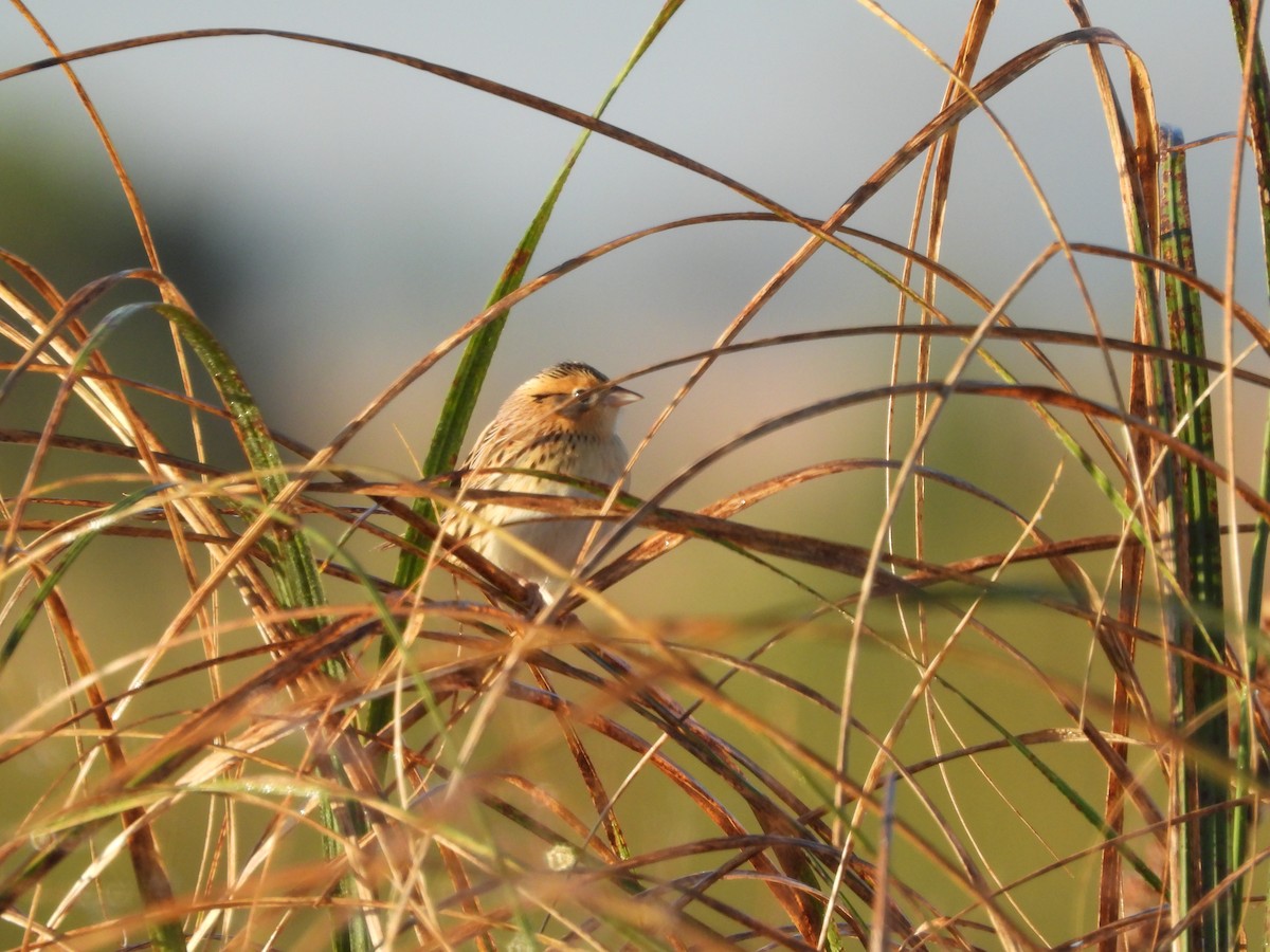LeConte's Sparrow - ML643175338