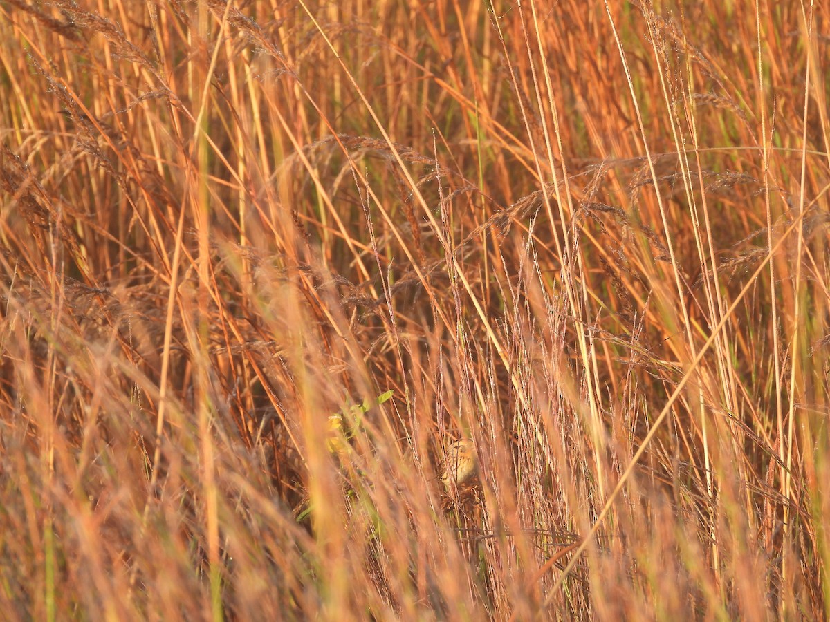LeConte's Sparrow - ML643175344