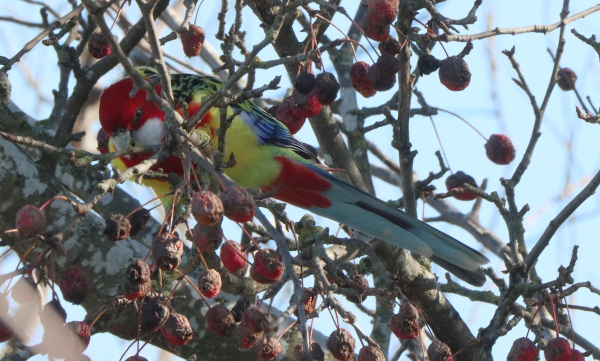 Eastern Rosella - ML643175345
