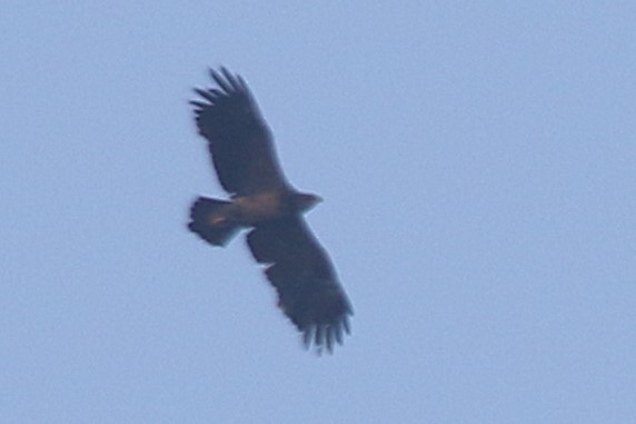 Lesser Spotted Eagle - ML643175349