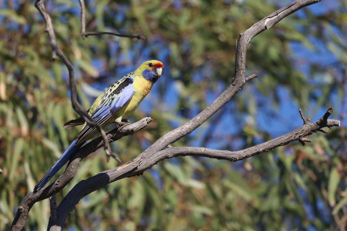 Crimson Rosella - ML643175352