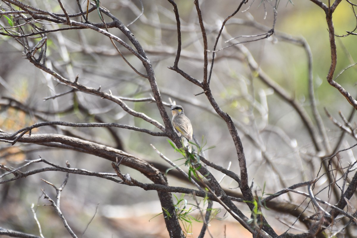 Singing Honeyeater - ML643175353