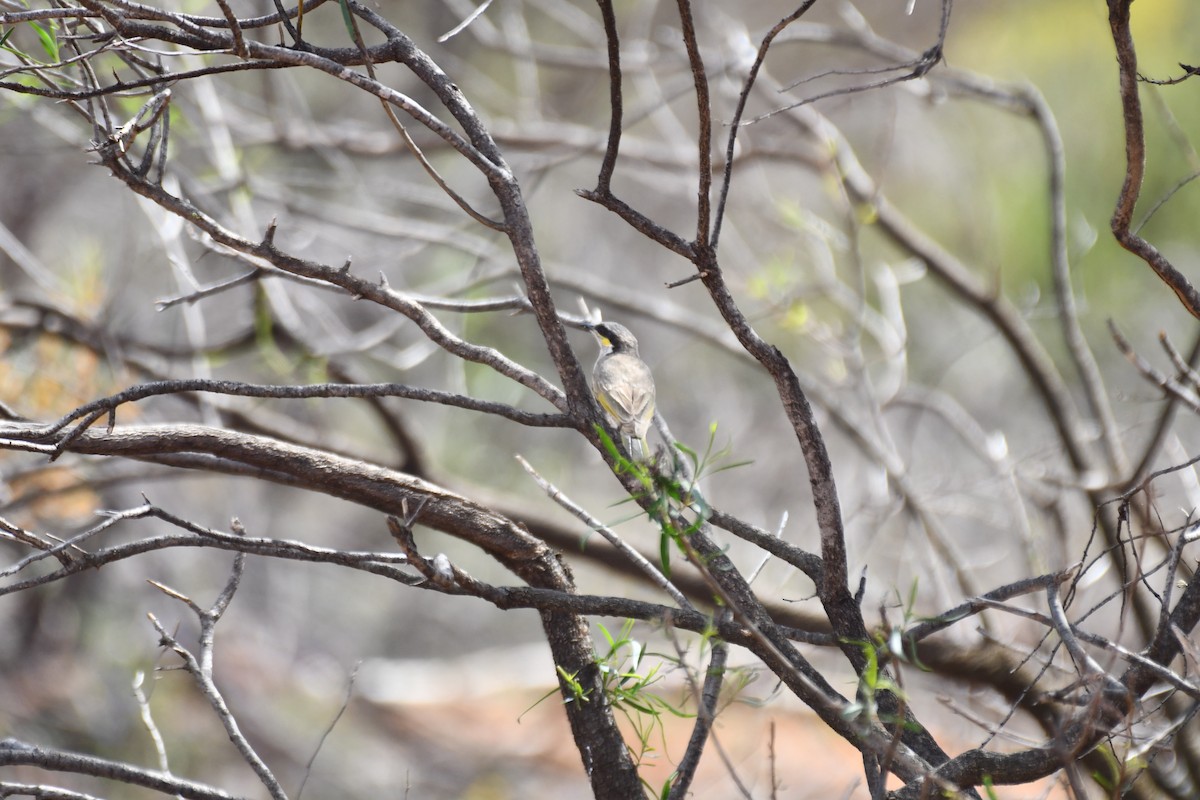 Singing Honeyeater - ML643175354
