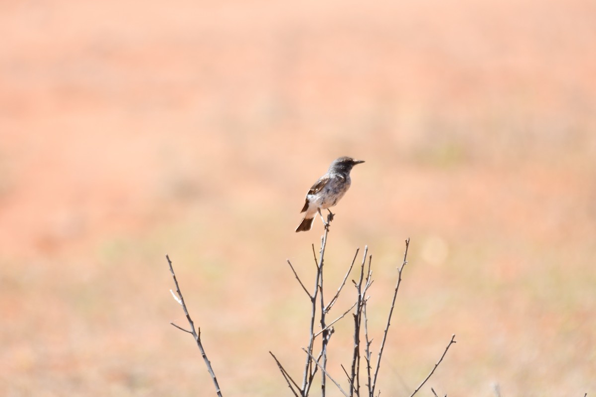 Hooded Robin - ML643175357
