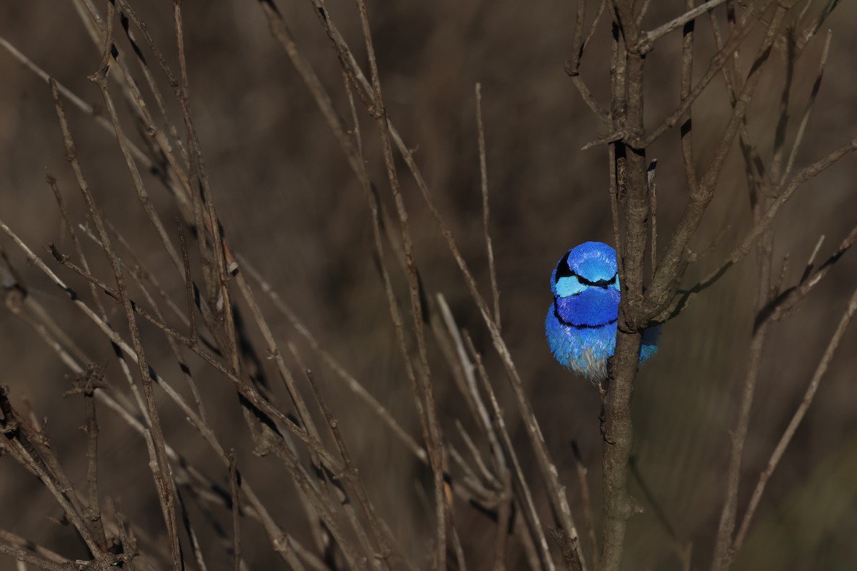 Splendid Fairywren - ML643175360