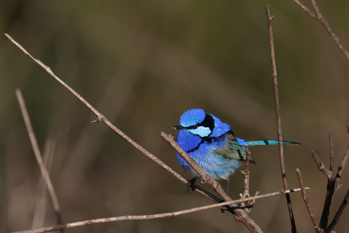 Splendid Fairywren - ML643175365