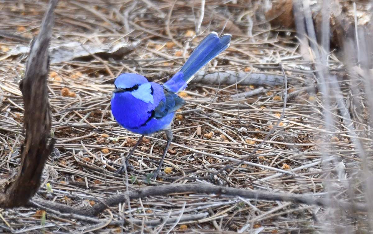 Splendid Fairywren - ML643175372