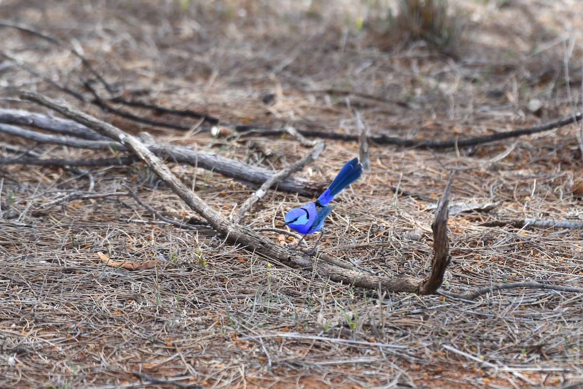 Splendid Fairywren - ML643175373