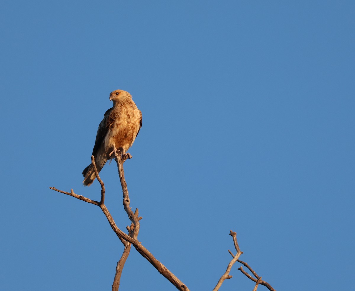 Whistling Kite - ML643175374