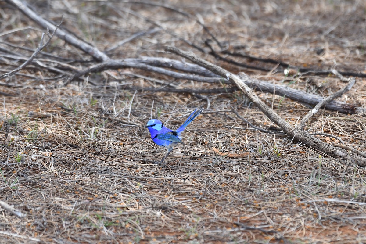 Splendid Fairywren - ML643175375