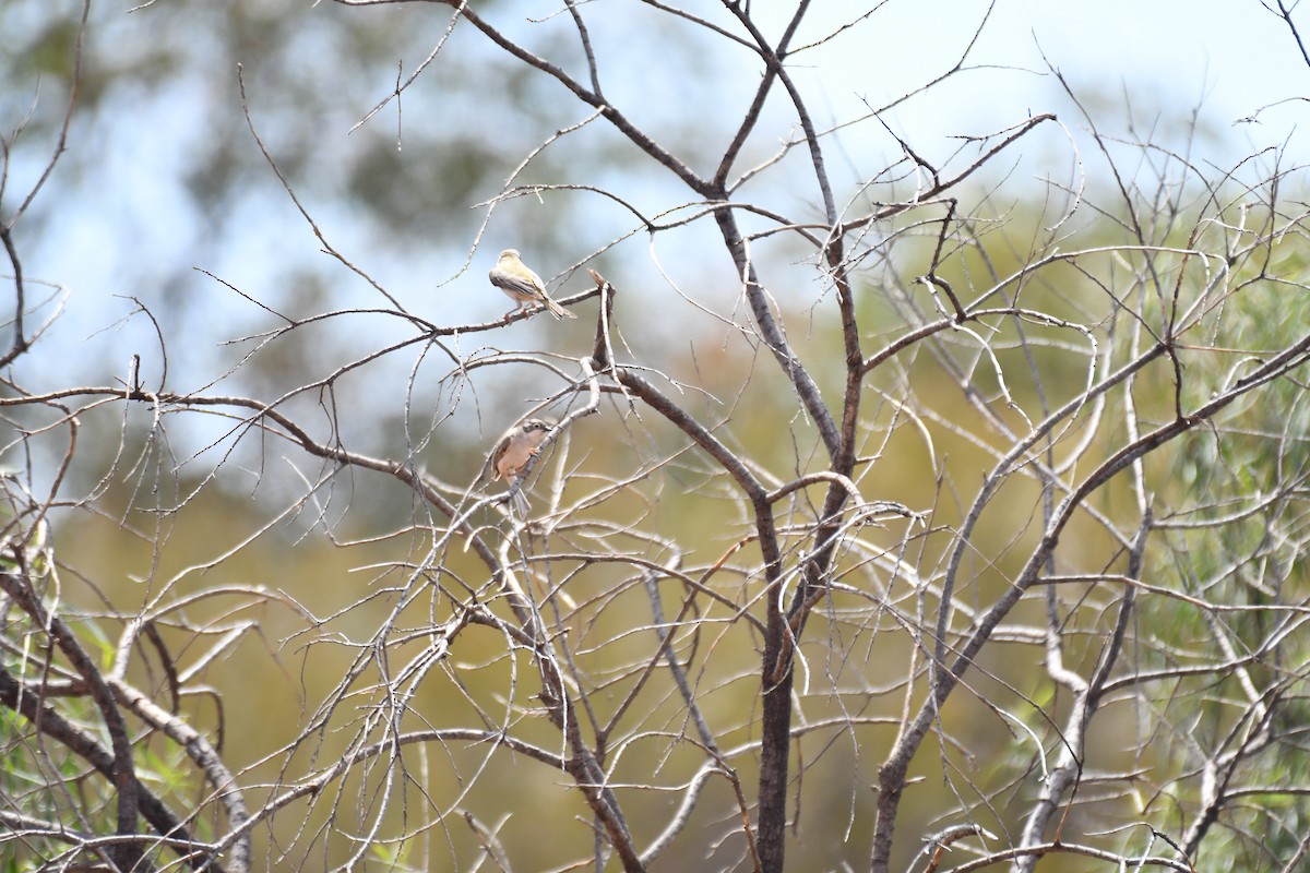 Brown-headed Honeyeater - ML643175381