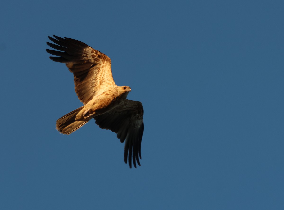 Whistling Kite - ML643175382