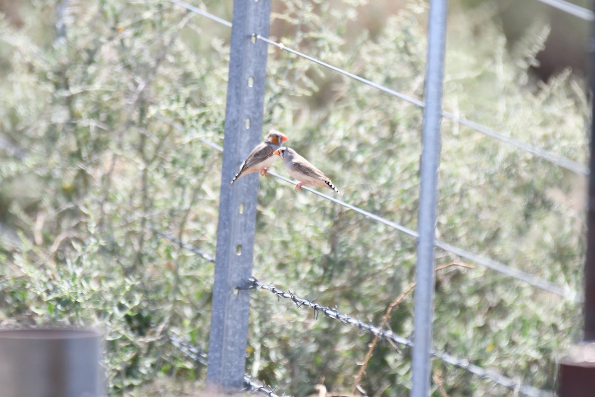 Zebra Finch - ML643175390