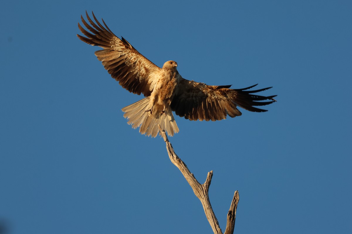 Whistling Kite - ML643175392