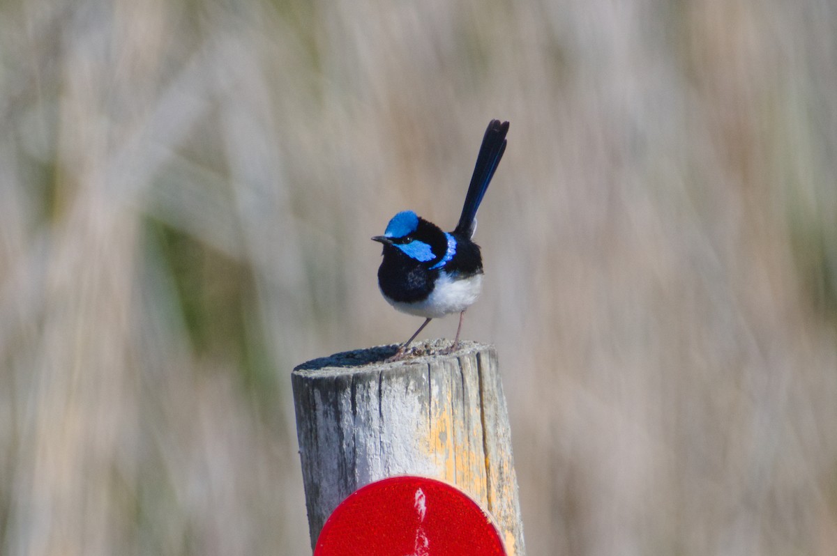 Superb Fairywren - ML643175394