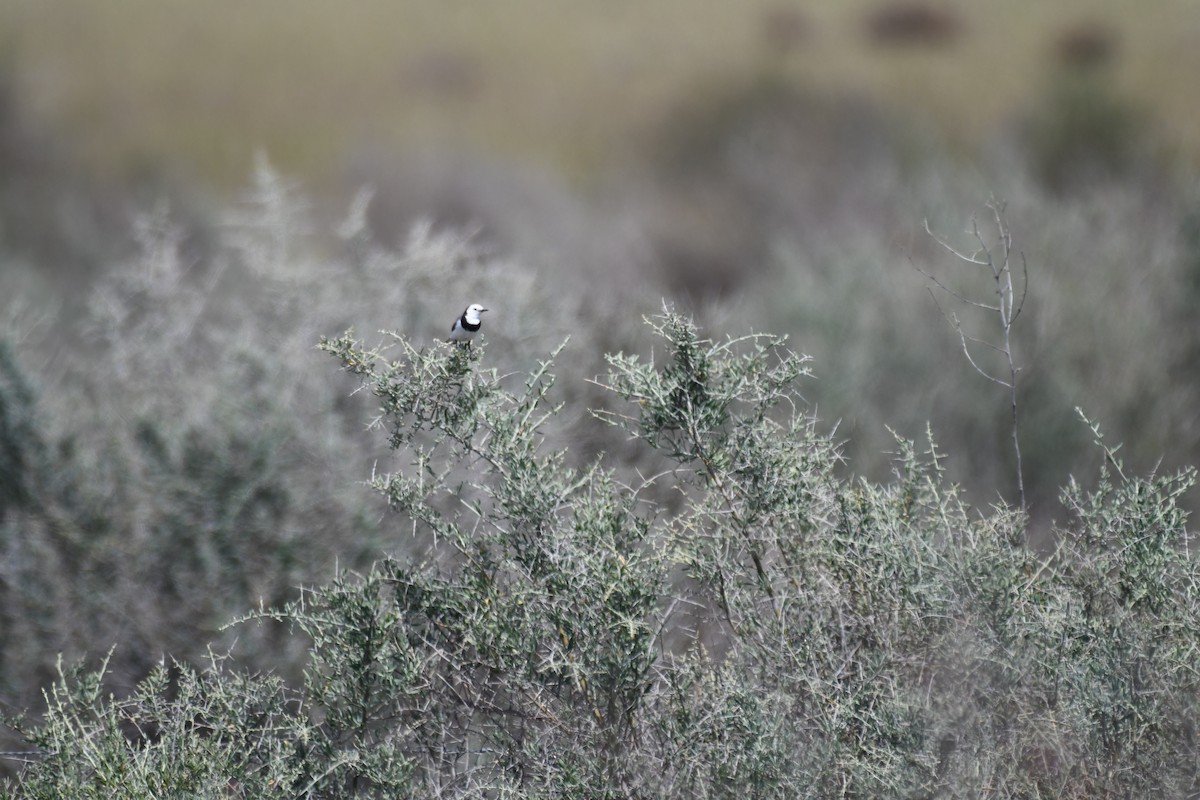 White-fronted Chat - ML643175395
