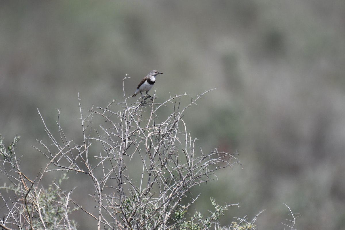 White-fronted Chat - ML643175397