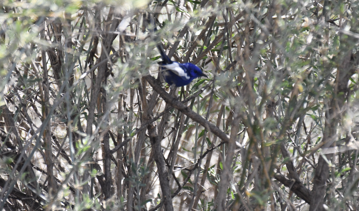 White-winged Fairywren - ML643175403
