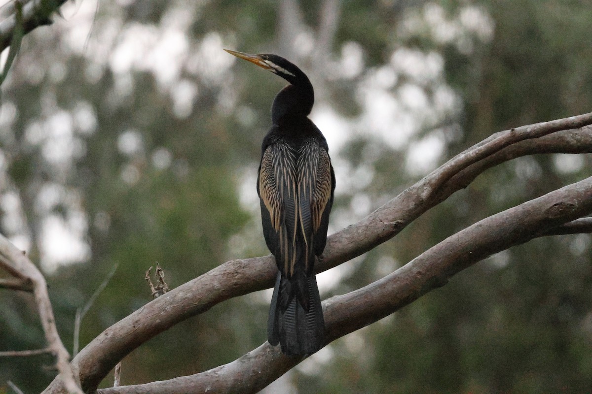 Austral-Schlangenhalsvogel - ML643175405