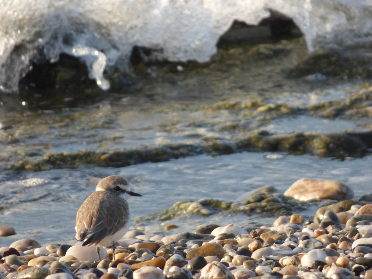 Kentish Plover - ML643175408