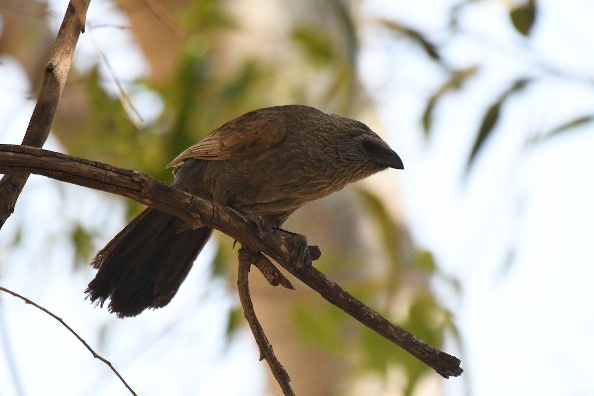 Apostlebird - ML643175423
