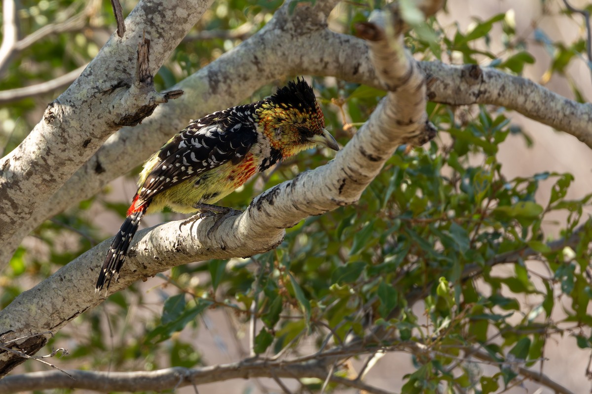 Tepeli Barbet - ML643175430
