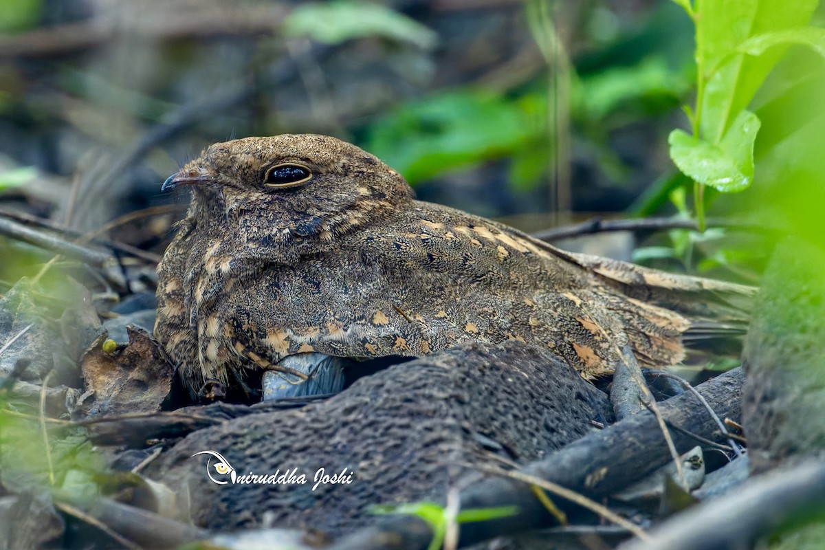 Savanna Nightjar - ML643175431