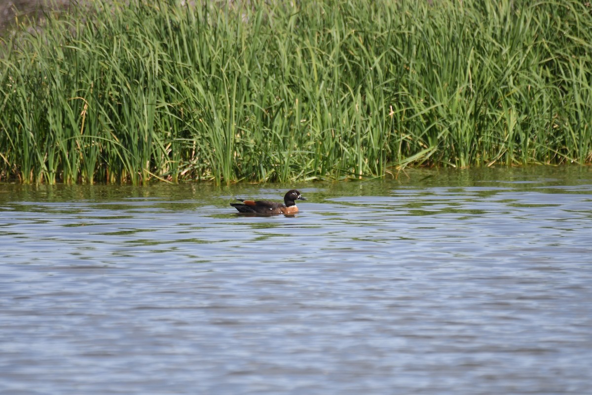Australian Shelduck - ML643175439