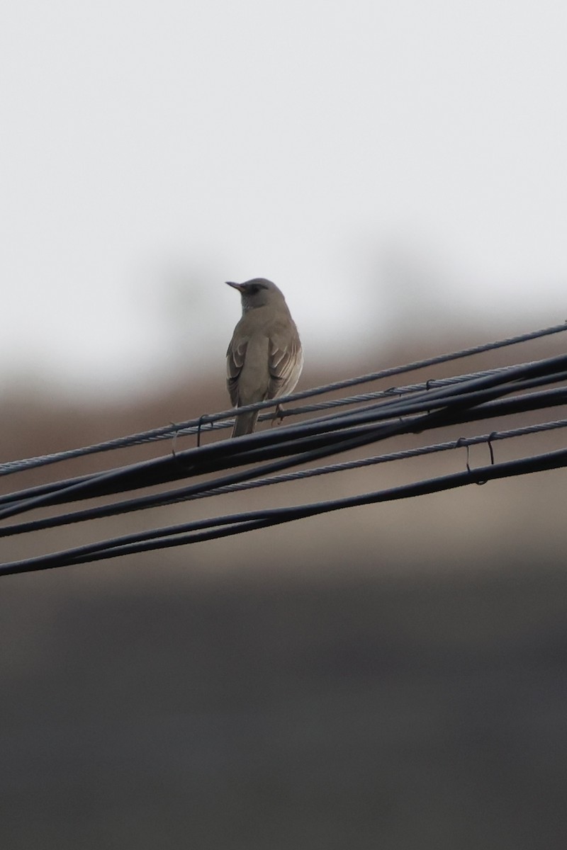 Дрізд чорноволий - ML643175441