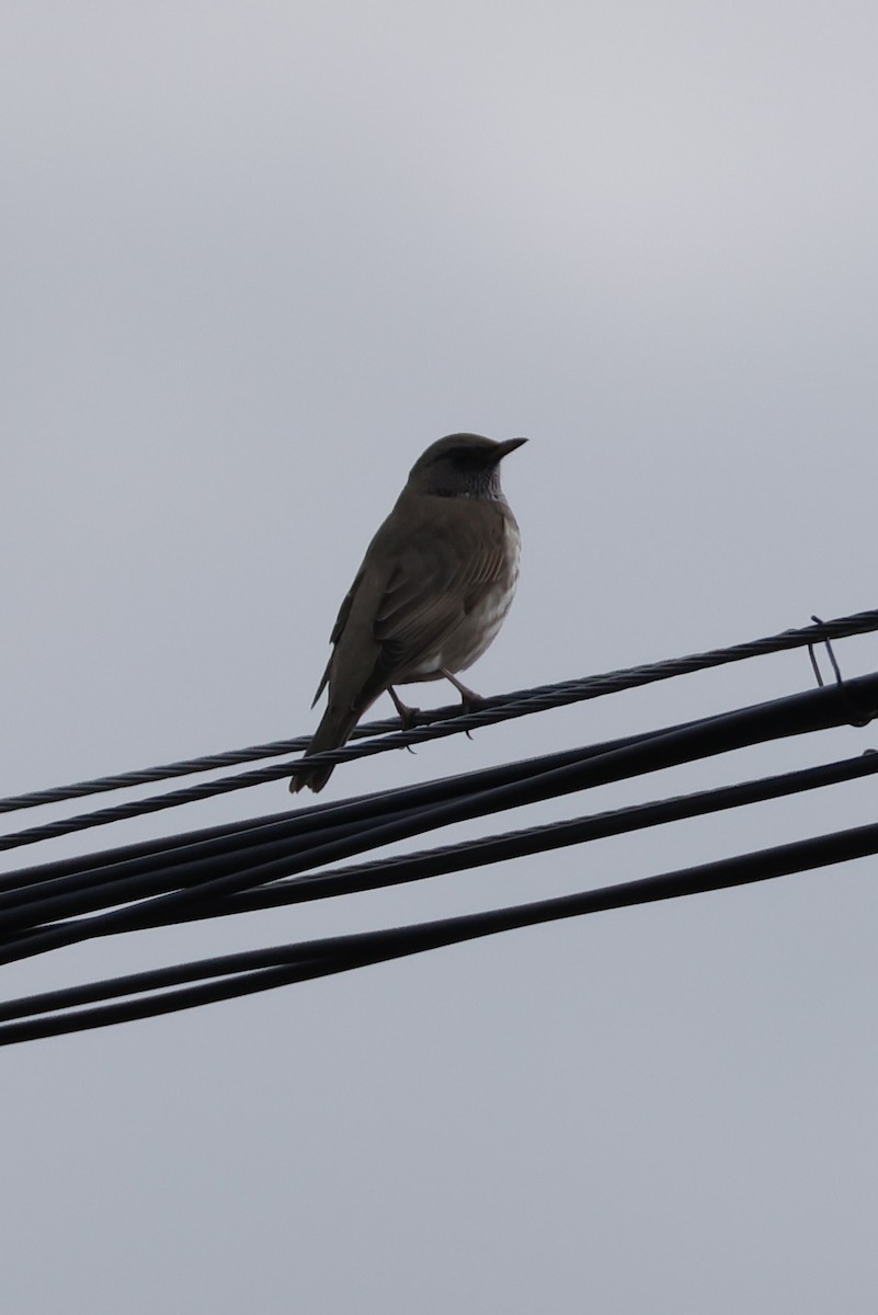 Дрізд чорноволий - ML643175442