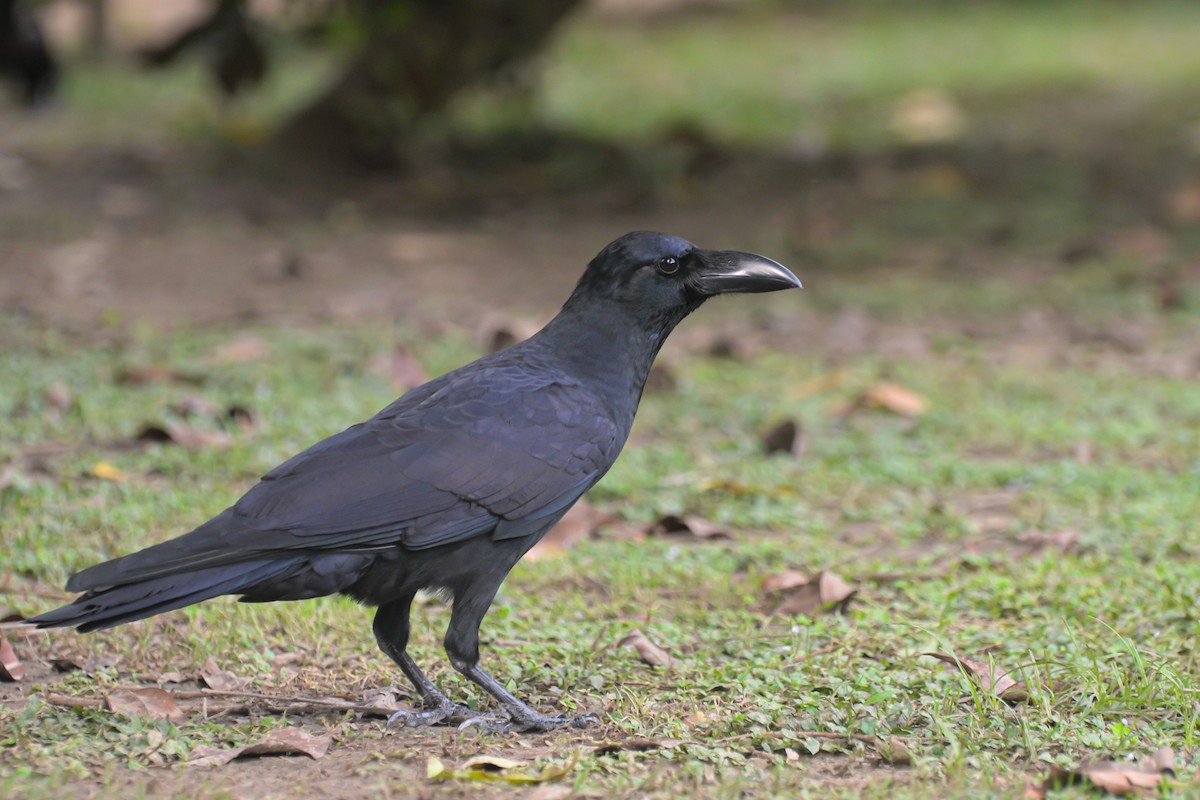 Large-billed Crow - ML643175450