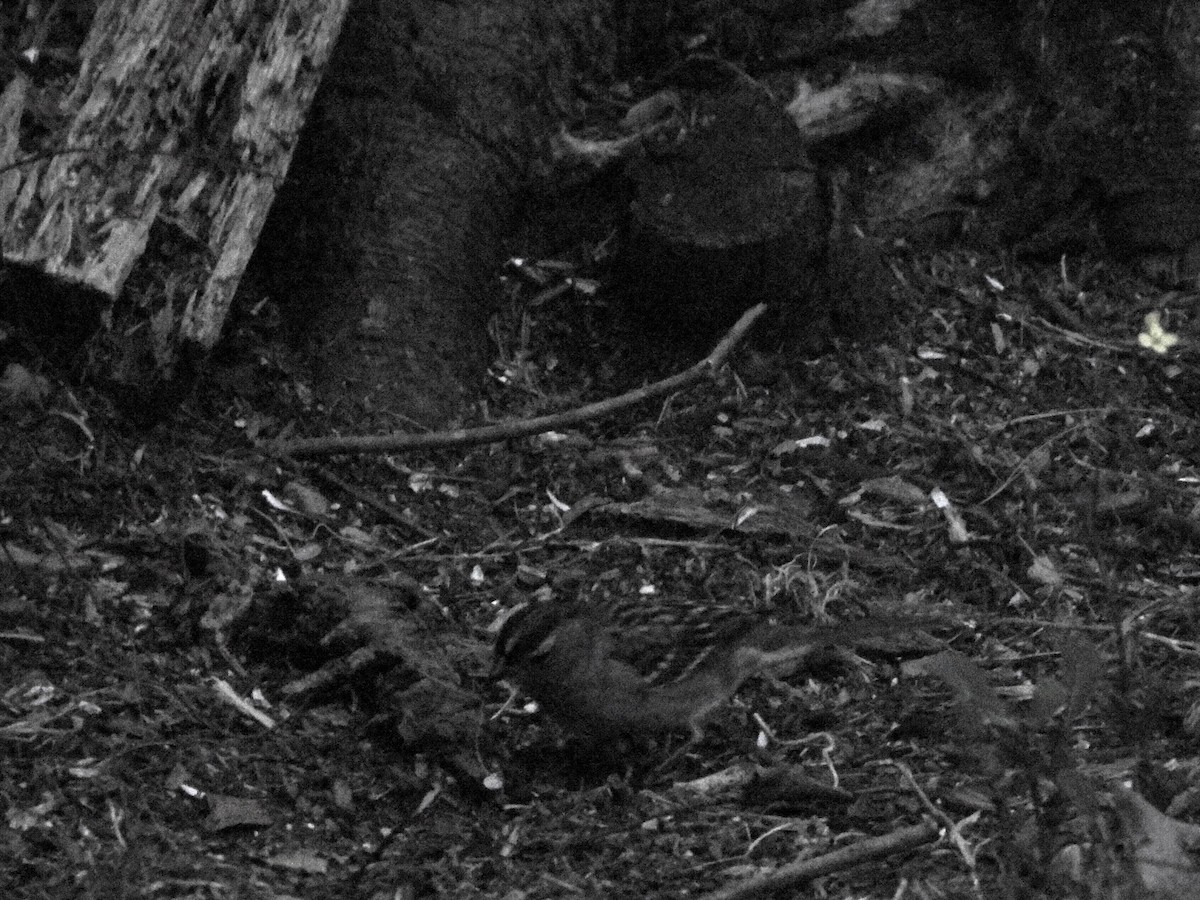White-crowned Sparrow - ML643175463
