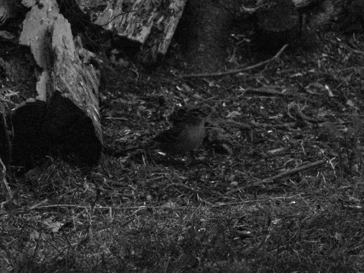White-crowned Sparrow - ML643175464