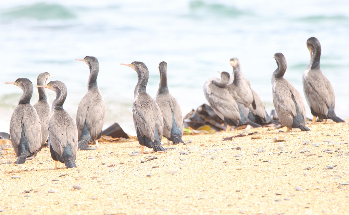 Spotted Shag - ML643175469
