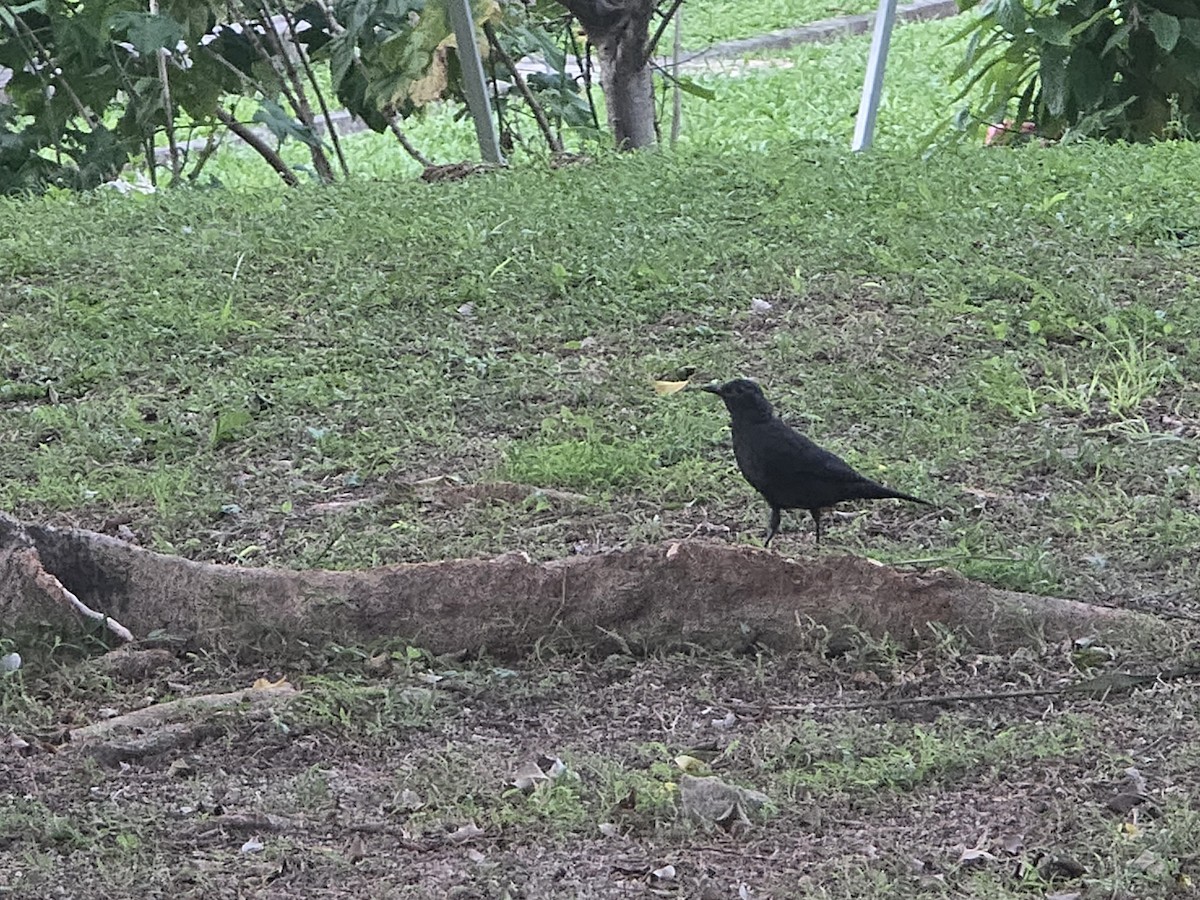 Chinese Blackbird - ML643175477