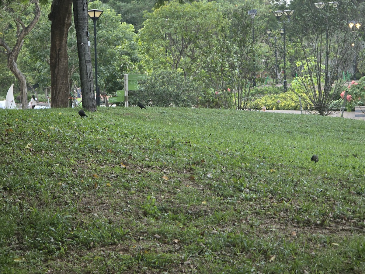 Chinese Blackbird - ML643175479