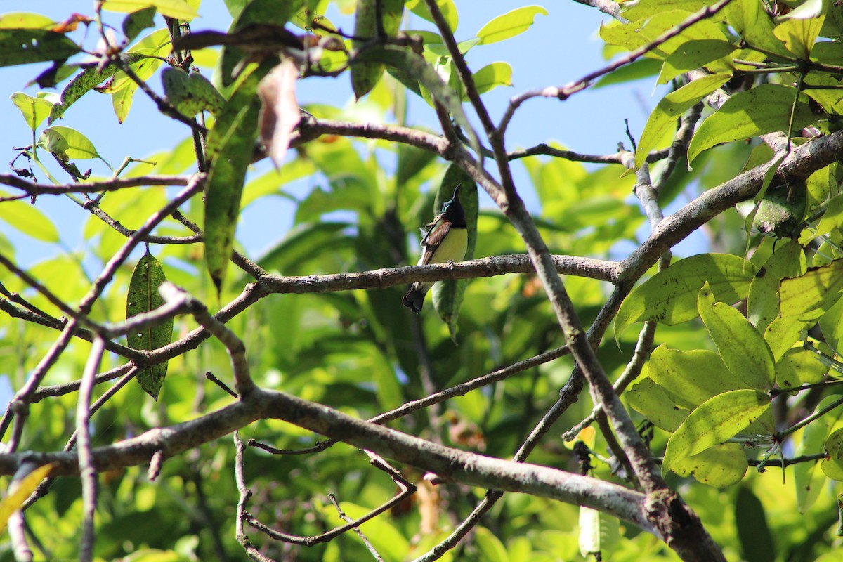 Purple-rumped Sunbird - ML643175492
