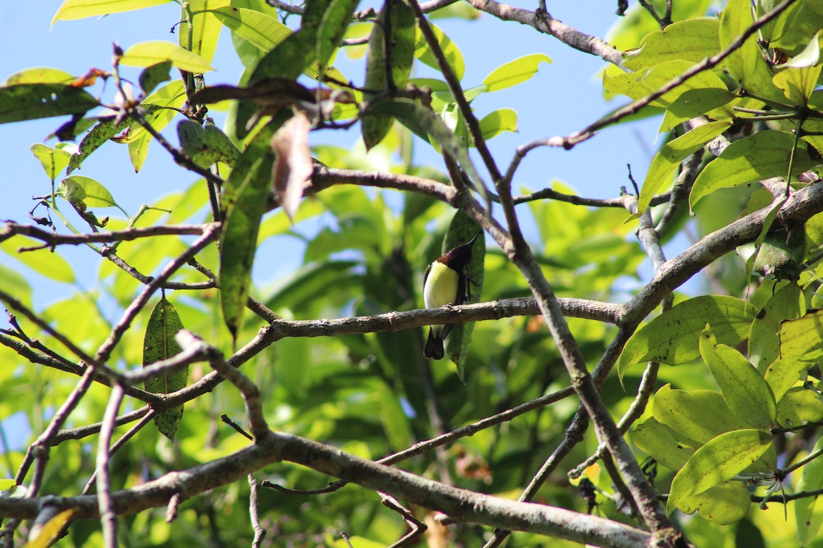 Purple-rumped Sunbird - ML643175494