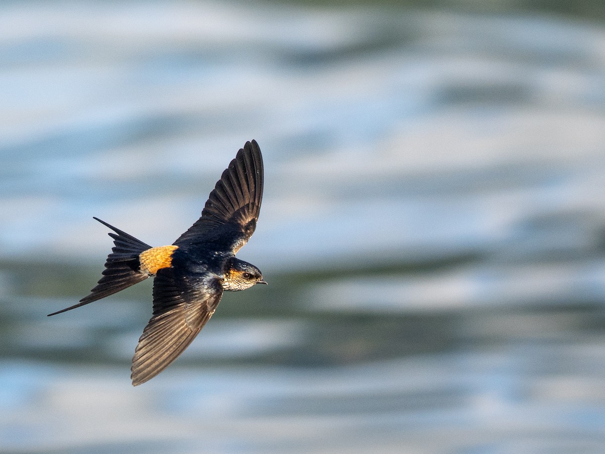 Eastern Red-rumped Swallow (Striated) - ML643175506