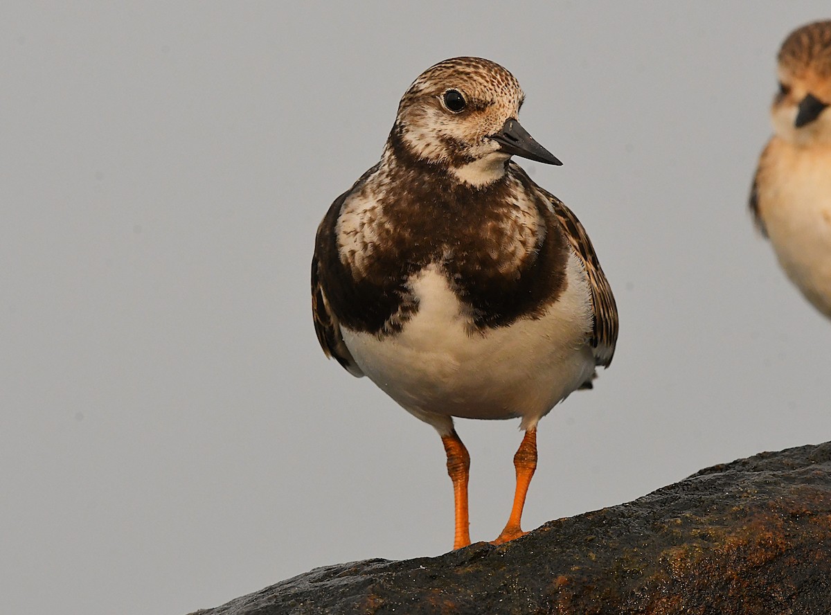 Ruddy Turnstone - ML643175555